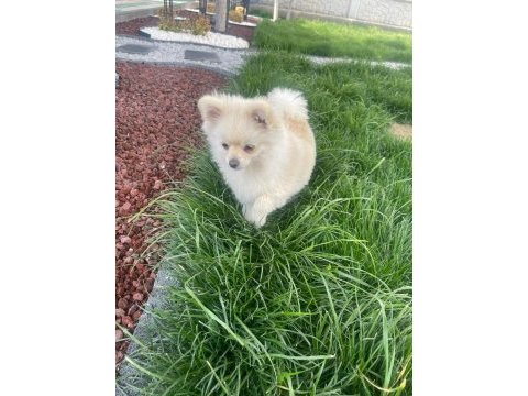 Pomeranian boo 5 aylık