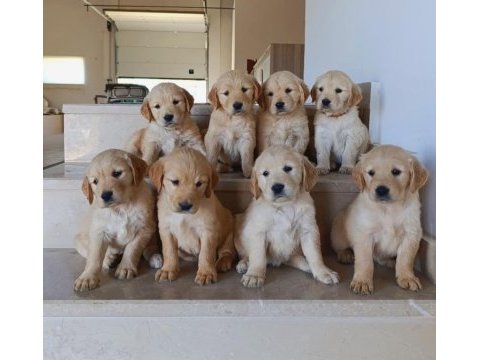 Baby face golden retriever bebekler
