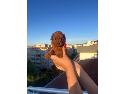 Ev üretimi toy poodle yavrularımız