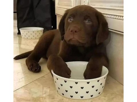 Çikolata labrador retriever yavruları muhteşem formda