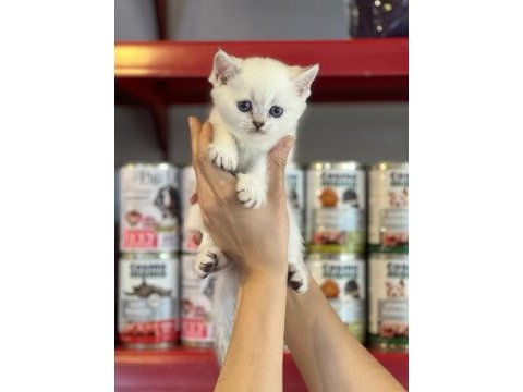 Irk garantili british shorthair yavruları