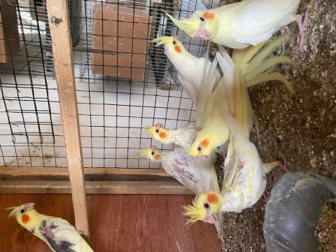 Yeme düşmüş sultan papağanı yavrular