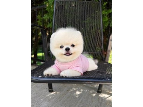 Pomeranian boo yavrumuz 