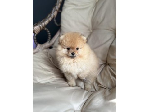 Dişi 3 aylık pomeranian