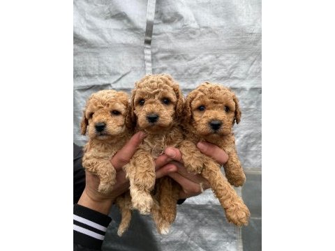 Orijinal toy poodle yavrular