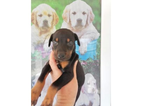 2.5 aylık herşeyi hazır doberman