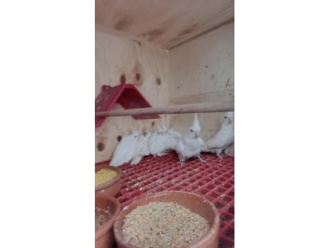 Albino sultan papağanları