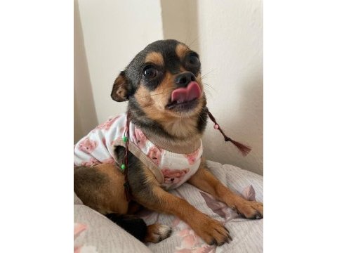 Chihuahua köpeğimiz kukiye acil yuva