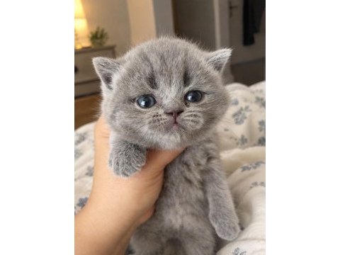 Orijinal british shorthair yavruları