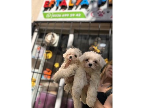 Kg garantili küçük boy maltese