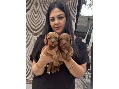 Ufacık koyu renk maltipoo yavrularım