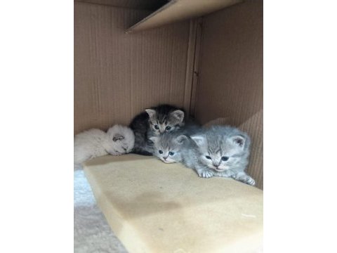 British shorthair ve scottish fold yavrular