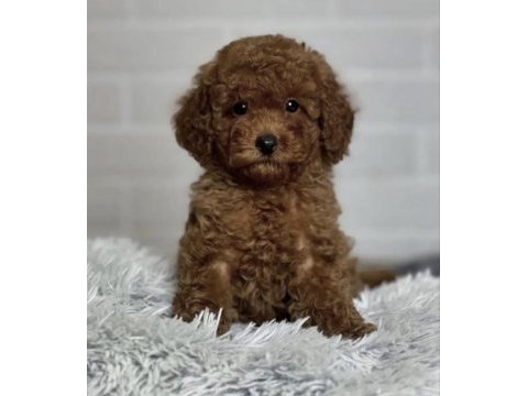 Toy poodle köpekleri