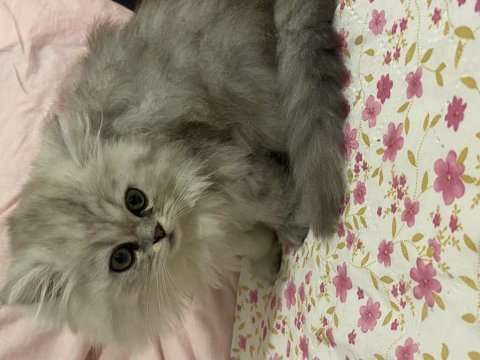 British longhair yavruma acil yuva aranıyor