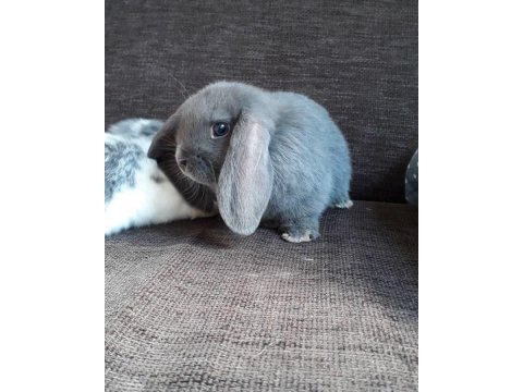 Lop tavşanlarımız gün içi gönderim mevcut