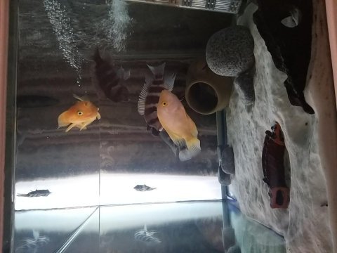 İsteyene gidecek sağlıklı balıklarım