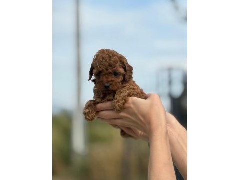 Petibör tadında poodle yanlışlıkla yemeyiniz