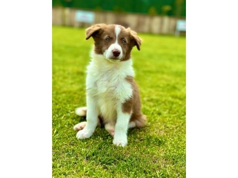 Border collie yavruları aşıları tam 