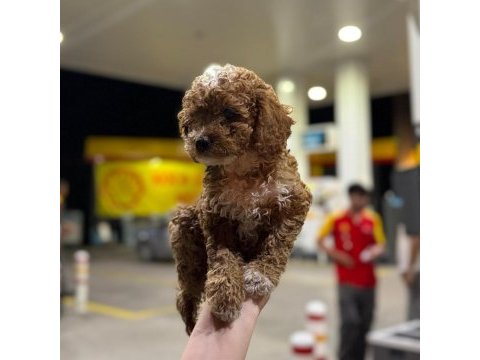 Kaliteli safkan arayanlara toy poodle