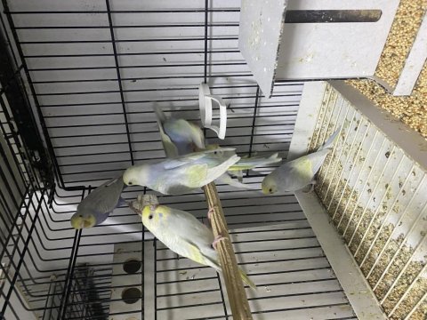 Rainbow greywing muhabbet kuşu yavrular