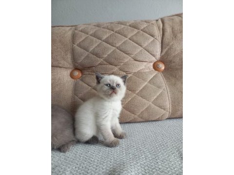 British shorthair yavru kediler