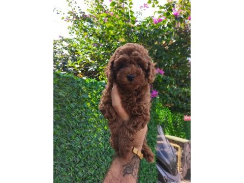 Toy poodle yavrular