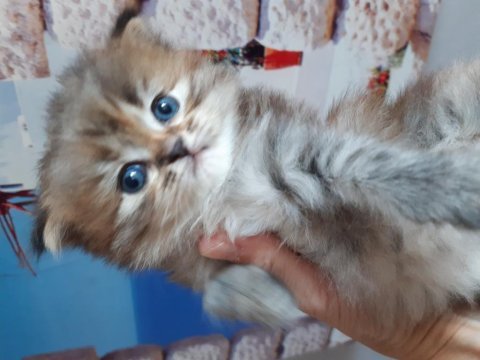Çok güzel chinchilla kedim yeni yuvasını arıyor