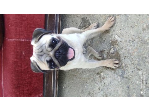 Çok tatlı pug