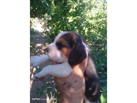 Elizabeth beagle cinsi yavrular