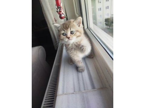 British shorthair lilac golden yavrular