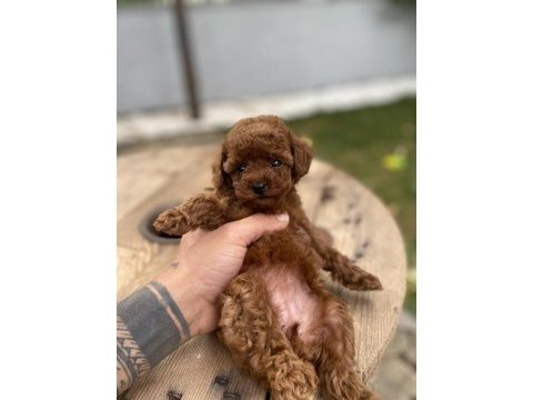 Mini cep boy poodle yavrularımız