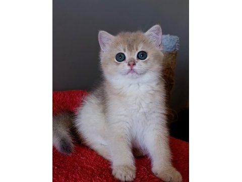 Blue golden dişi yavru british shorthair