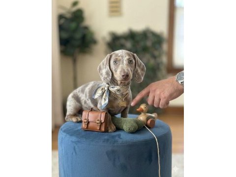 Kısa kadife tüylü safkan ısabella merle dachshund