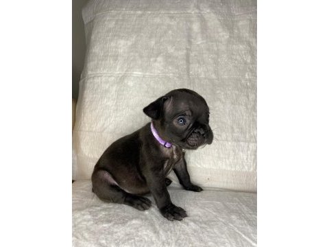 French bulldog yavrular