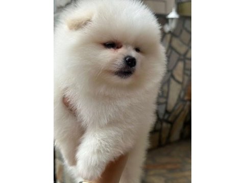 Erkek pomeranian