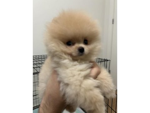 Teacup pomeranian dişi 3 aylık çipli