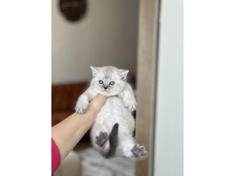 Harika güzellik british shorthair yavrum