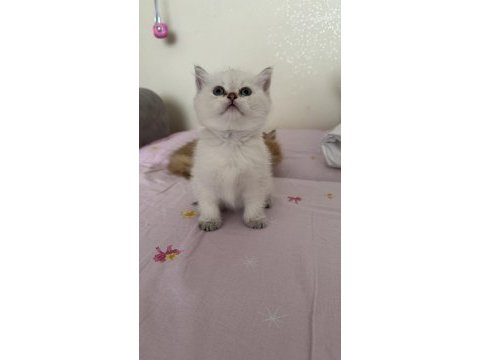 British bebişlerin ailesi aranıyor