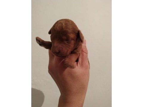 Red toy poodle kalite isteyenlere