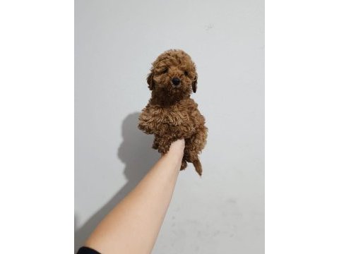Toy poodle yavru köpekler