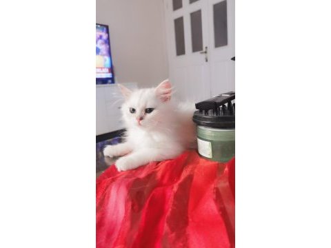 Pamuk prenses british longhair