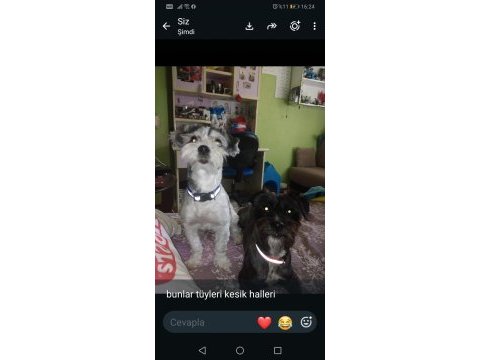 Dünyalar tatlısı iki terrier kız uyguna