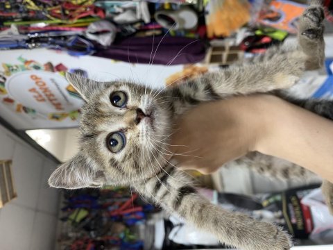 Silver tabby  45 günlük yavrumuz 