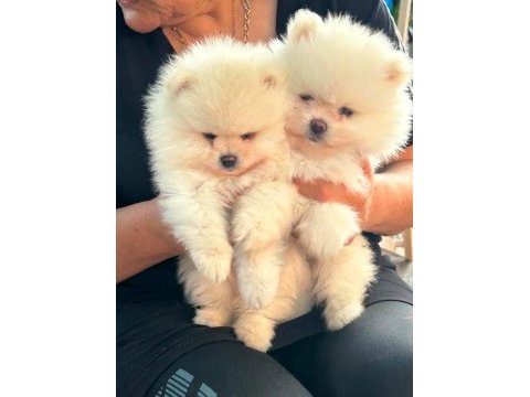 Kore kan ayı surat pomeranian boo yavrularımız