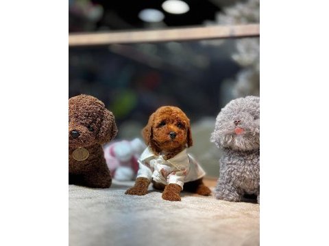 Sevimli poodle yavrular