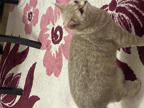 British shorthair ücretsiz sahiplendirme