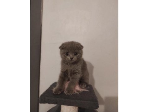 Scottish fold yavru