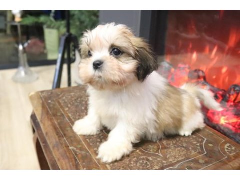 Safkan shih tzu yavruları sahiplendirme aşılı