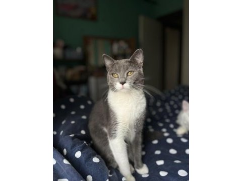 Ücretsiz sahiplendirme british longhair