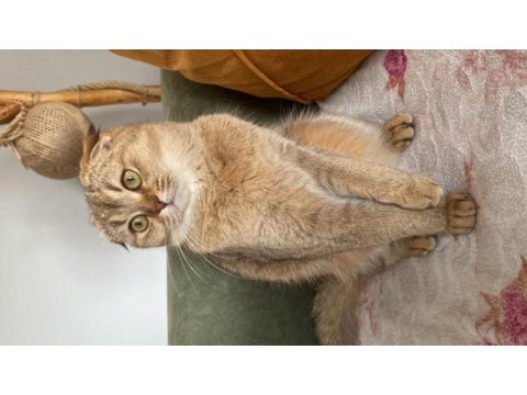 Oyuncu scottish fold bebiş